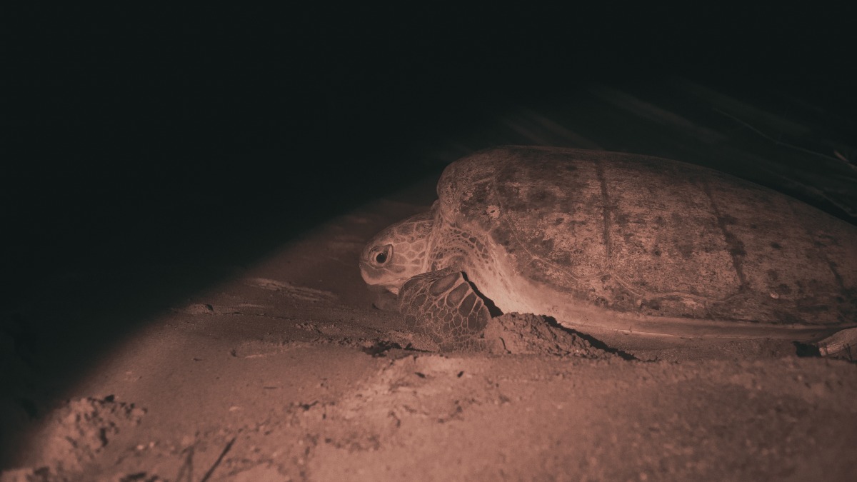 Braamspunt Sea Turtle Tour